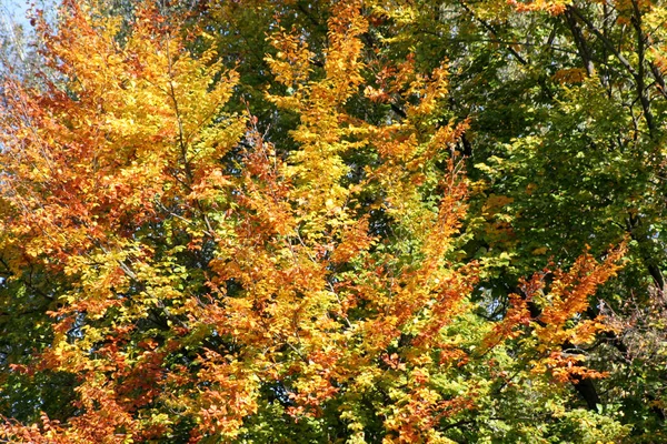 Red-green, green-yellow, yellow-red Maple leaves glitter in the sun. All colors of autumn in one photo. A beautiful image that can be used as a background on gadgets or a computer.