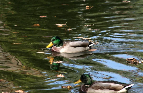 Male wild duck. Kachur Brown-black bird with a green-black head, floating along the water of the autumn lake in search of food.