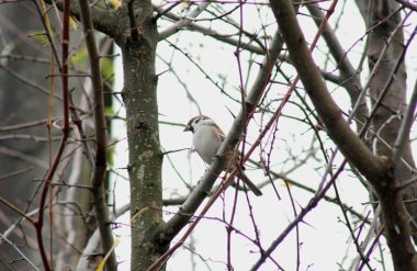 Kuş serçe bir dalda oturur. Küçük bir gri kuş yaprakları yok bir ağaç dalına oturur. Ve soğuk bekliyor. Doğa sevenler için iyi bir fotoğraf.