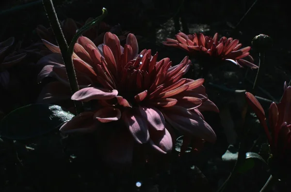 Red Chrysanthemums One Last Autumn Flowers Wonderful Unique Good Photo — Stock Photo, Image