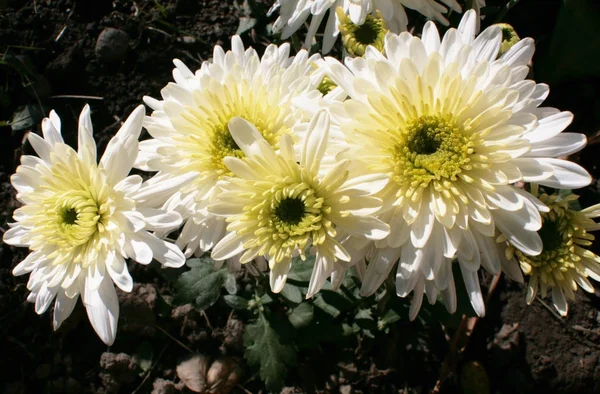 Chrysanthèmes Blancs Une Des Dernières Fleurs Automne Merveilleuse Unique Une — Photo