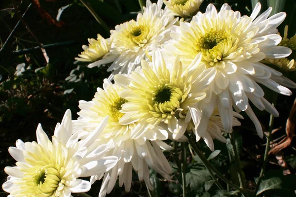 White Chrysanthemums One Last Autumn Flowers Wonderful Unique Good Photo — Stock Photo, Image