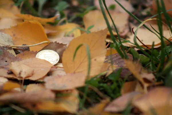 Stare Monety Został Utracony Jesień Liść Spada Drzew Żółto Pomarańczowy — Zdjęcie stockowe