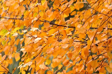 Koyu sarı sonbahar huş ağacı yaprakları. Bir yağmurlu sabah, bulutlu bir gökyüzü, ama yaprakları her zaman onun parlaklığını tarafından çarpıcı vardır. Masaüstü arka plan resimleri bilgisayarınıza veya diğer becerikli alet için iyi bir fotoğraf.