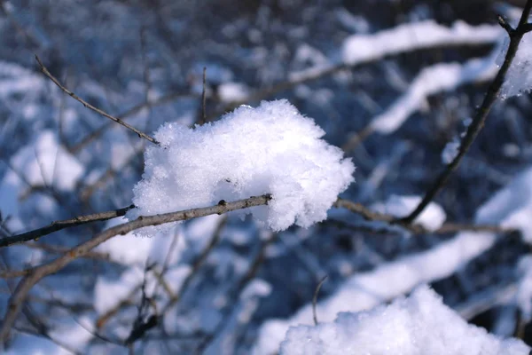 树枝上的一堆雪 照片的冷色反映了拍照时的天气 一张很好的照片 带有原始照明 可用作任何广告的背景 — 图库照片