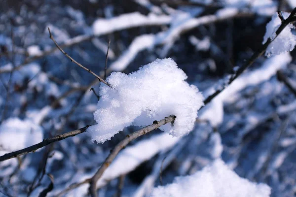 木の枝に雪の束 写真の冷たい色は写真を撮っている天気を反映します 任意の広告の照明の元で良い写真を背景として使用できます — ストック写真