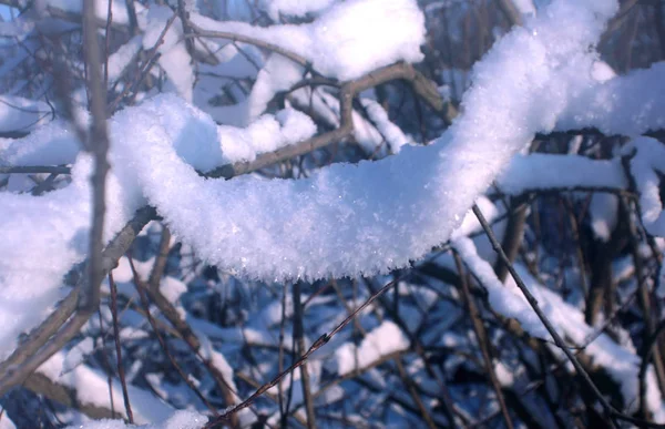 Tas Neige Sur Une Branche Arbre Les Couleurs Froides Des — Photo