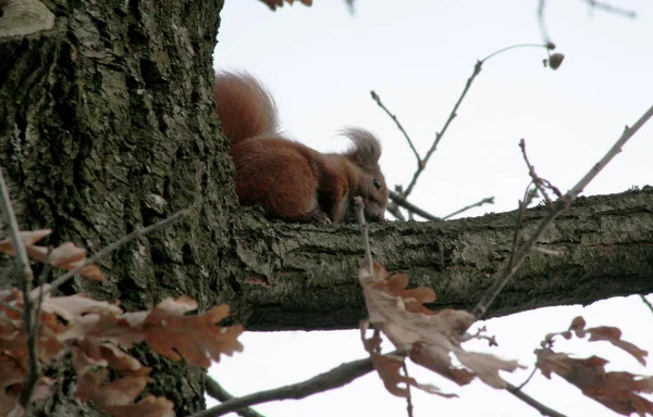 Wiewiórka Ruda Las Tree Oak Suchych Liści Zimne Kolory Zdjęcia — Zdjęcie stockowe