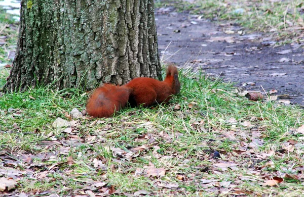 Squirrel Ore Forest Tree Oak Dry Leaves Cold Colors Photo — Stock Photo, Image