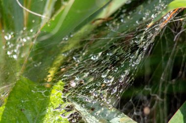 Örümcek ağındaki su damlacıkları, güneşte parlıyorlar. Bir arka plan olarak Yeşil çim, görüntü gizemli hale getirir.