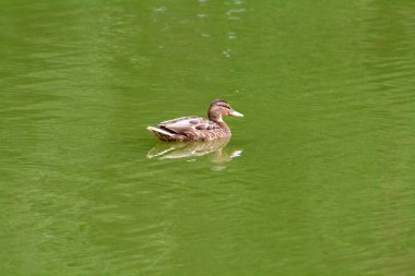 Yiyecek ve dinlenme aramak için bir gölet üzerinde vahşi ördek. Yeşil su, çim ve saz bu görüntü için iyi bir arka plan vardır.