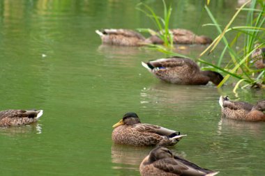 Yiyecek ve dinlenme aramak için bir gölet üzerinde vahşi ördek. Yeşil su, çim ve saz bu görüntü için iyi bir arka plan vardır.