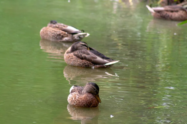 Pato Salvaje Naturaleza Estanque Busca Comida Descanso Agua Verde Hierba — Foto de Stock