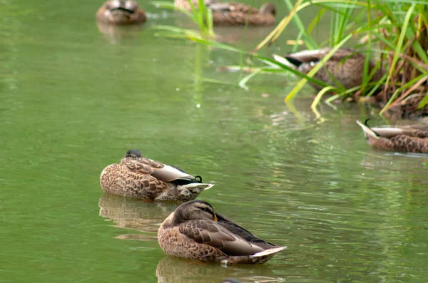 Pato Salvaje Naturaleza Estanque Busca Comida Descanso Agua Verde Hierba — Foto de Stock