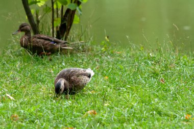 Yiyecek ve dinlenme aramak için bir gölet üzerinde vahşi ördek. Yeşil su, çim ve saz bu görüntü için iyi bir arka plan vardır.