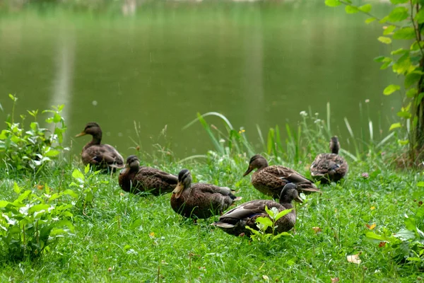 Pato Salvaje Naturaleza Estanque Busca Comida Descanso Agua Verde Hierba — Foto de Stock