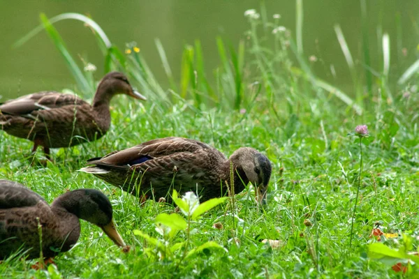 Wildenten Freier Wildbahn Auf Einem Teich Auf Der Suche Nach — Stockfoto