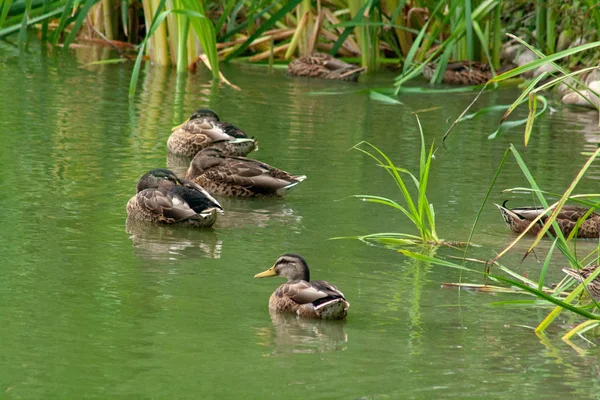 Pato Salvaje Naturaleza Estanque Busca Comida Descanso Agua Verde Hierba — Foto de Stock