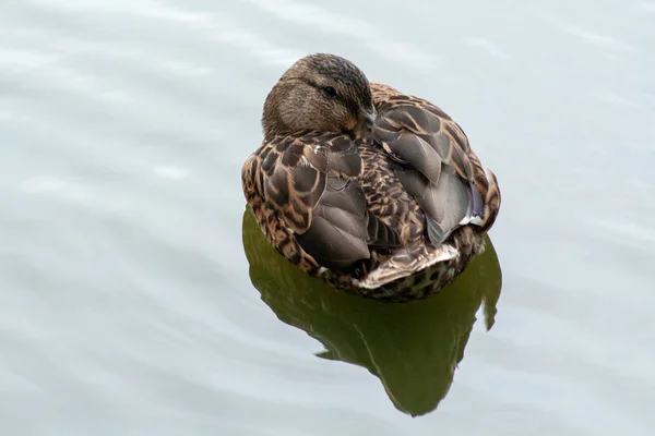 Yiyecek Dinlenme Aramak Için Bir Gölet Üzerinde Vahşi Ördek Yeşil — Stok fotoğraf