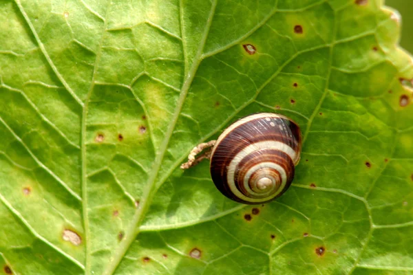 Yeşil yaprakta salyangoz. Güzel görüntü, beyaz deniz kabuğu ile kahverengi, bir bitkinin bir yaprak üzerinde. Herhangi bir gadget için büyük arka plan.