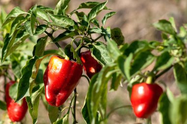 Sahada kırmızı biber. Reklam için vitrinlerde kullanılabilecek sebze güzel bir fotoğraf.