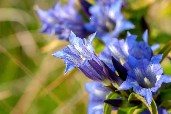 青いジゾーニの花マクロ撮影は小さな星に似ています グリーティングカードのための美しい写真 — ストック写真