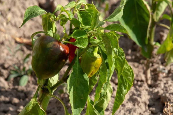 Red bell peppers on the field. A nice photo of vegetables that can be used in shop windows for advertising.