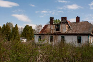 Siyah ve beyaz ördekler yiyecek bulmak için gölette yüzerler..