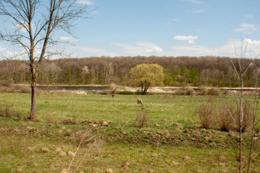 Siyah ve beyaz ördekler yiyecek bulmak için gölette yüzerler..