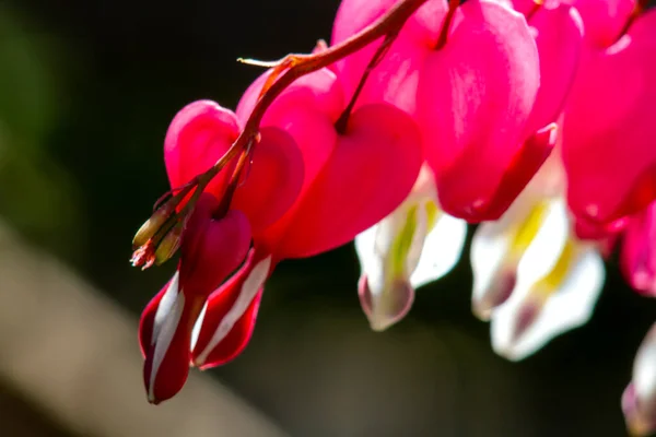 Dicentra Formosa Flowering Plant Fern Leaves Inflorescences Hanging Pink Flowers — Stock Photo, Image