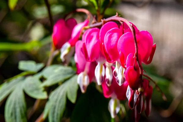Dicentra Formosa Flowering Plant Fern Leaves Inflorescences Hanging Pink Flowers — Stock Photo, Image