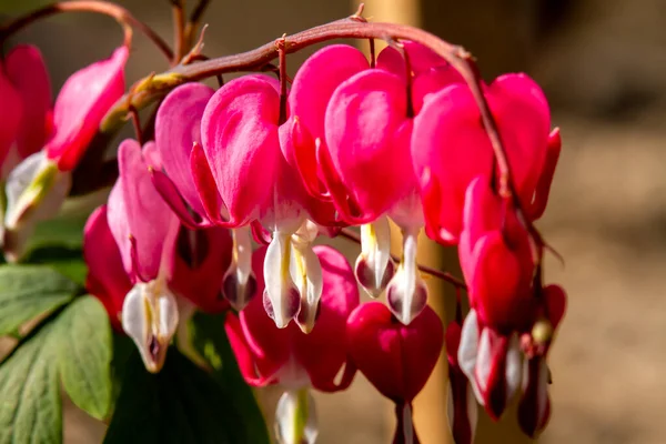 Dicentra Formosa Blommande Växt Med Ormliknande Blad Och Blomstã Llningar — Stockfoto