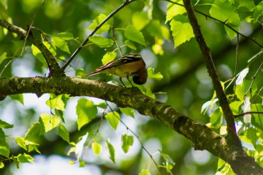 Ağaç dalında oturan küçük renkli bir kuş, güneşin ışığında, ağaçların yeşil yapraklarından oluşan bir arka planda..