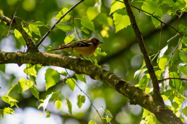 Ağaç dalında oturan küçük renkli bir kuş, güneşin ışığında, ağaçların yeşil yapraklarından oluşan bir arka planda..
