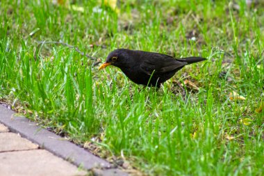 Yeşil otların üzerinde sarı gagalı küçük siyah bir kuş..
