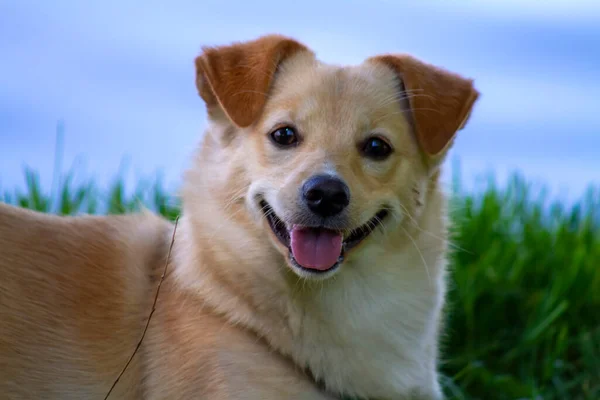 Retrato Perro Sobre Fondo Hierba Verde Tristes Ojos Oscuros Animal — Foto de Stock