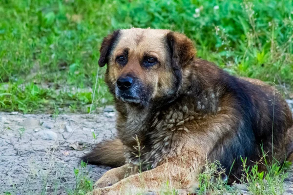 Retrato Perro Sobre Fondo Hierba Verde Tristes Ojos Oscuros Animal — Foto de Stock