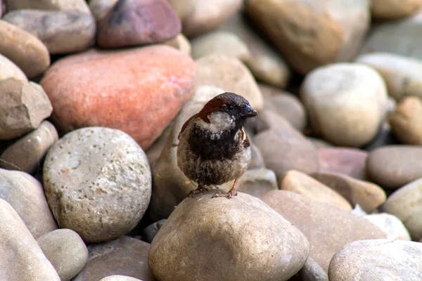 川の石を背景に 小さな鳥の黒と灰色の色合いの茶色の肖像画 — ストック写真