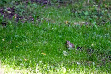 Yeşil otların üzerinde sarı gagalı küçük kahverengi kuş..