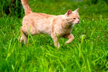 Vahşi bir kedinin portresi, beyaz süslemeli, sarı gözlü, yeşil çimenli, gizemli bakışlı..