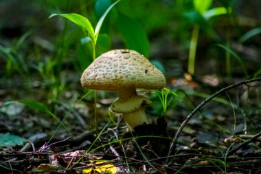 Zehirli, mantar, amanita, yeşil çimen ve kuru yapraklardan oluşan bir arka planda, sabah güneşiyle aydınlanan.