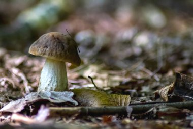 Mantar, beyaz, makro, kuru meşe yapraklarından bir arka planda, sabah güneşiyle aydınlatılmış..