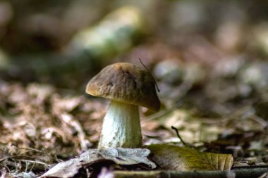 Mantar, beyaz, makro, kuru meşe yapraklarından bir arka planda, sabah güneşiyle aydınlatılmış..