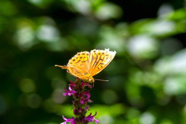 Renkli kelebek, makro fotoğraf, bir çiçeğin üzerinde. Kanatlardaki çeşitli desenler yaz güneşinin ışığında parlıyor..
