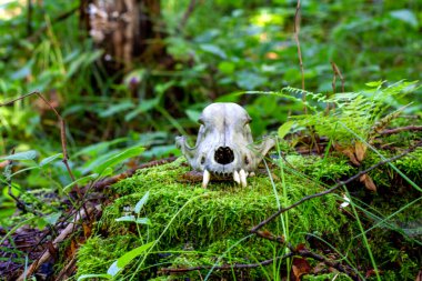 Bilinmeyen bir hayvanın kafatası, bir orman manzarasının arka planına karşı yosunla kaplanmış bir ağacın düşmesi üzerine..