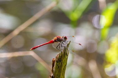 Kırmızı yusufçuk, makro fotoğraf, baston üzerinde. Kanatlardaki çeşitli desenler yaz güneşinin ışığında parlıyor..