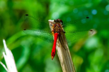 Kırmızı yusufçuk, makro fotoğraf, baston üzerinde. Kanatlardaki çeşitli desenler yaz güneşinin ışığında parlıyor..
