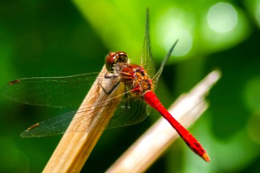 Kırmızı yusufçuk, makro fotoğraf, baston üzerinde. Kanatlardaki çeşitli desenler yaz güneşinin ışığında parlıyor..