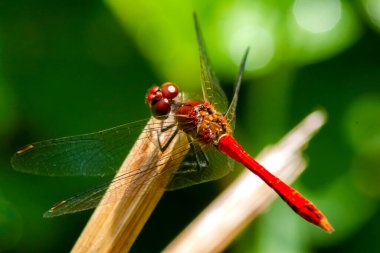Kırmızı yusufçuk, makro fotoğraf, baston üzerinde. Kanatlardaki çeşitli desenler yaz güneşinin ışığında parlıyor..