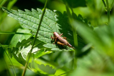 Yeşil yapraklı bir çekirge, makro fotoğraf, yaz güneşiyle aydınlatılmış..